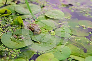 Lush foliage of wild Lotus with green frog on the water surface