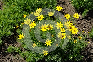 Lush foliage and yellow flowers of Coreopsis verticillata