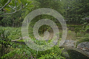 lush forest and bamboo scenery
