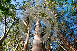 A lush forest of eucalyptus. Green floor and brown logs