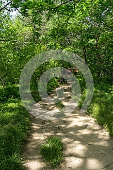 Lush forest with a hiking trail