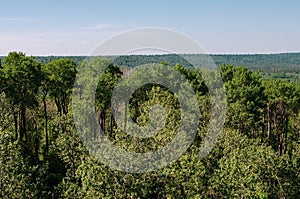 Lush forest landscape at duck mountain provincial park, Manitoba, canada