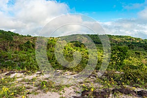 Lush forest in the rainy season - Sertao landscape in Oeiras, Piaui