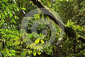 Lush forest scene in Borneo Malaysia