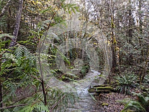 A lush forest in spring, a creek flows with winter runoff