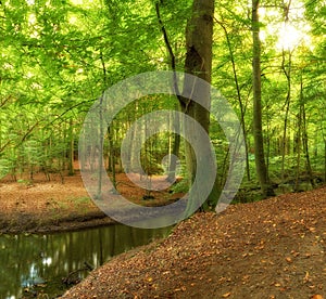 Lush forest in springtime. A photo of forest beauty in springtime.