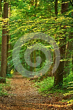 Lush forest in springtime. A photo of forest beauty in springtime.