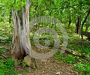 Lush Forest Trail