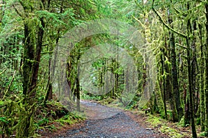 Lush forest and a trail in Port Renfrew, Vancouver Island, British Columbia, Canada