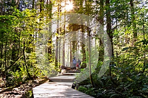 Lush forest trail with sunlight coming through trees, walking path, ecosystem.