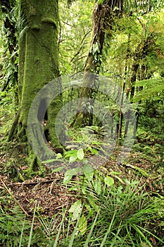 Lush forest vegetation