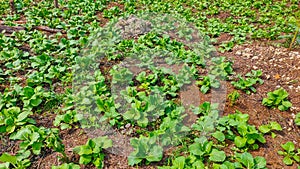 Lush and fresh green mustard greens are managed by local farmers