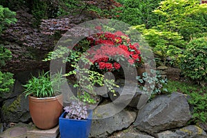 Lush Garden Backyard in Springtime