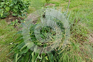 Lush Garden with Diverse Green Plants photo