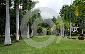 Lush garden in Hawaii Big Island photo