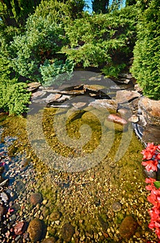 Lush garden pond