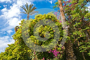 Lush garden with ripe orange tree in Marrakesh, Morocco, in summer