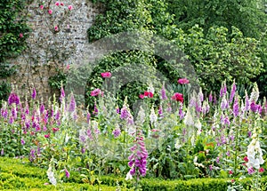 Lush garden with vibrant blooms and lush hedges