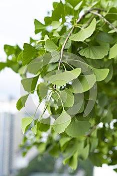Lush ginkgo leaves in summer