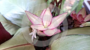 Lush Goeppertia loeseneri (Calathea loeseneri) Silver Top Leaves, Purple Undersides, Soft Pink Bloom, Indoor Plant photo