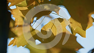 Lush golden maple tree growing autumn forest. Yellow foliage swinging wind.