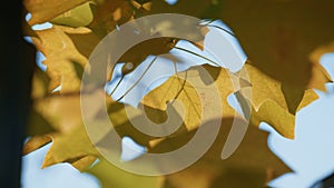 Lush golden maple tree growing autumn forest. Yellow foliage swinging wind.