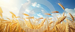 Lush golden wheat fields swaying in the wind during the day with a clear blue sky