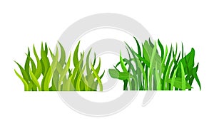 Lush Grass Blades with Narrow Leaves as Growing Plant Vector Set