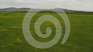 A lush grass field for grazing cattle and horses