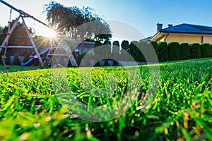 A lush grass in garden with the setting sun