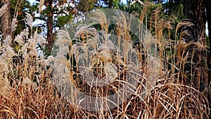 Lush grass landscape. Phragmites reed branches swaying on wind in autumnal park.