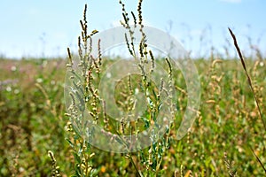 Lush grass on springtime medow on sky. Horizontal photo.