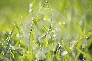 Lush grass with water drops