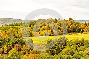 Lush grassy pasture surrounded by a forest of vibrant trees in Run Elk Viewing Area in Benezette