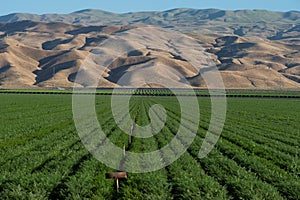 Lush green alfalfa farm field and mountains in Southern California