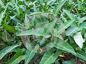 Lush green on Aquatic Morning Glory or spinach or Ipomoea Aquatica, growing vegetable plants in the garden