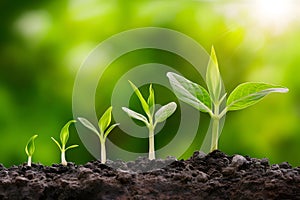 Lush green backdrop showcases plant growth from sprout to maturity, illustrating vitality and development in nature photo