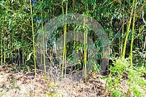 A lush green bamboo forest at Lake Horton Park