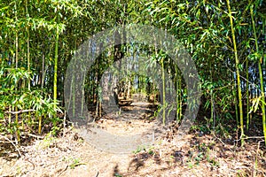 A lush green bamboo forest at Lake Horton Park