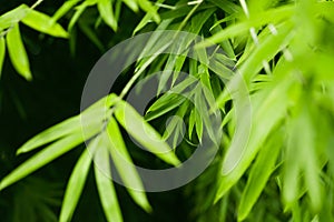 Lush green bamboo leaves background