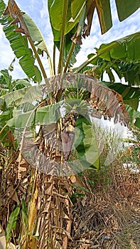 Lush Green Banana Plant with Developing Fruit and Hanging Blossom Outdoors