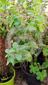 Lush Green Basil plant Pot Early Morning