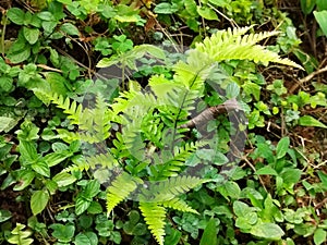 Lush green beautiful foliage captured during the monsoon in a jungle in India