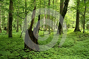 Lush green BiaÅ‚owiÅ¼a primeval forest in Poland