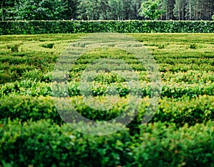 Lush green bushes labyrinth.