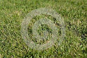 Lush Green Canvas: Top View of Vibrant Grass, Showcasing Textured Beauty with Selective Focus