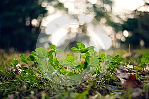 Lush green carpet of clover close up