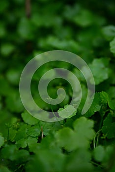 Lush green carpet of clover close up