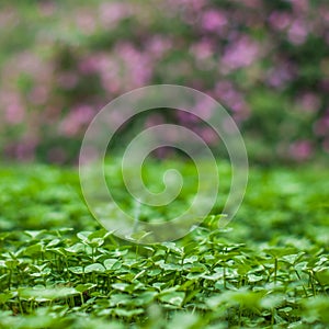 Lush green carpet of clover close up