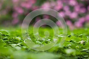 Lush green carpet of clover close up